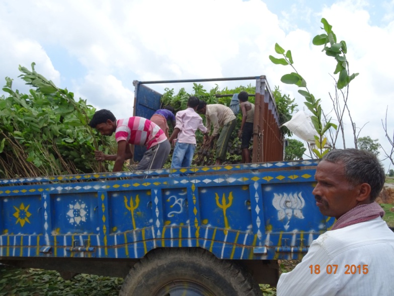 WADI plantation activity