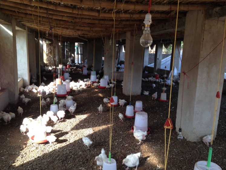 Backyard poultry unit
