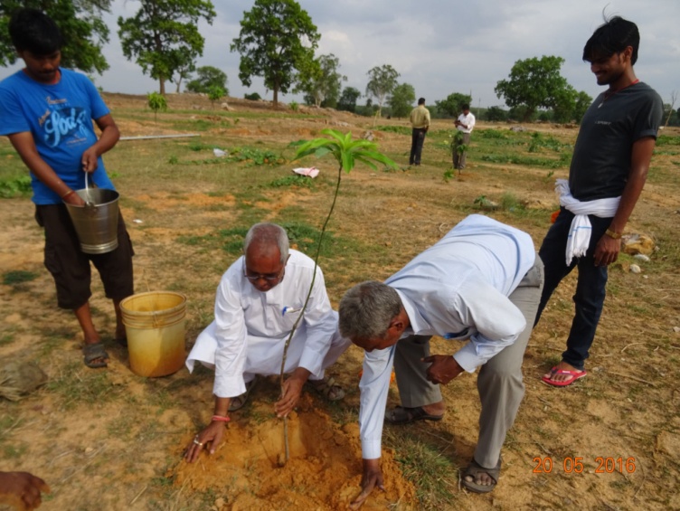 Tree plantation under WADI programme